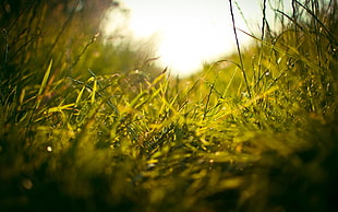 closeup photo of green grass